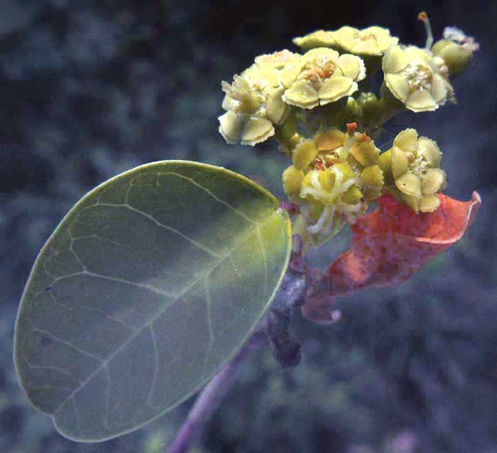  EUPHORBIA SCHLECHTENDALII, flowers & leaf