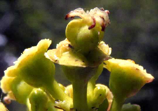  EUPHORBIA SCHLECHTENDALII, female flower
