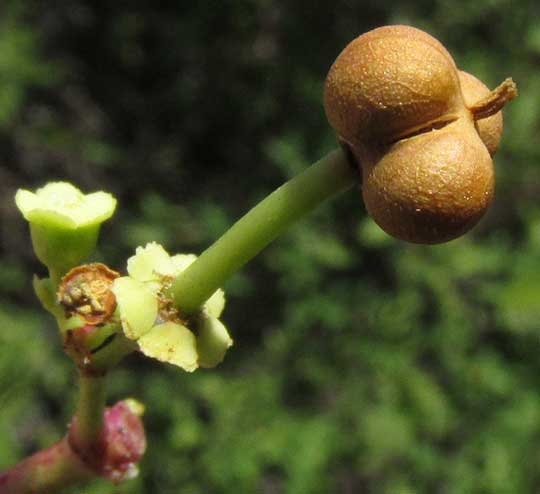  EUPHORBIA SCHLECHTENDALII, fruit