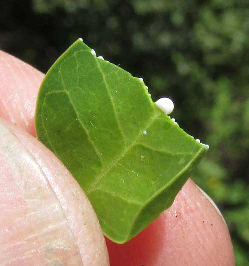  EUPHORBIA SCHLECHTENDALII, injured leaf exuding white latex