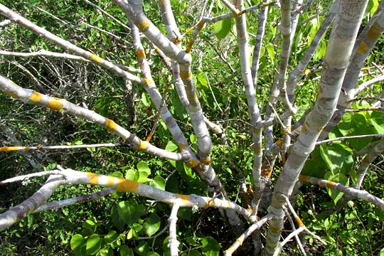  EUPHORBIA SCHLECHTENDALII, trunks