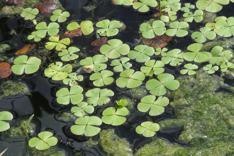 Hairy Water Clover, MARSILEA VESTITA