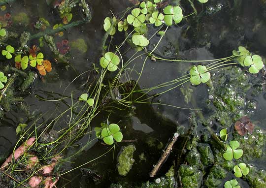 Hairy Water Clover, MARSILEA VESTITA, stems