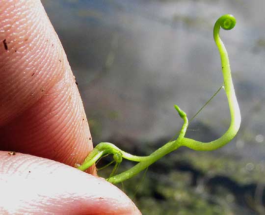 Hairy Water Clover, MARSILEA VESTITA, fiddlehead