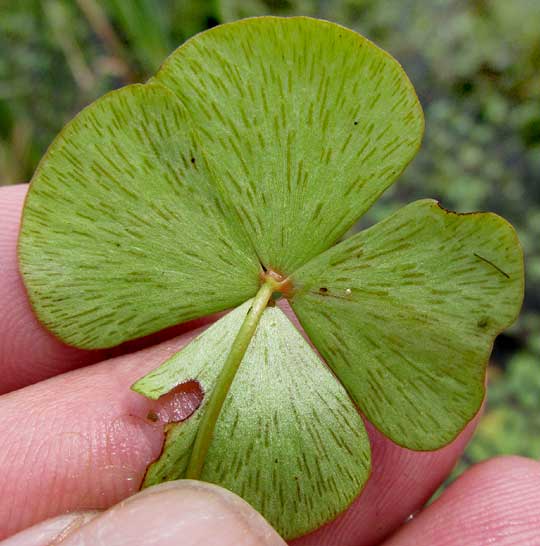 Hairy Water Clover, MARSILEA VESTITA, streaks on leaflet undersurfaces