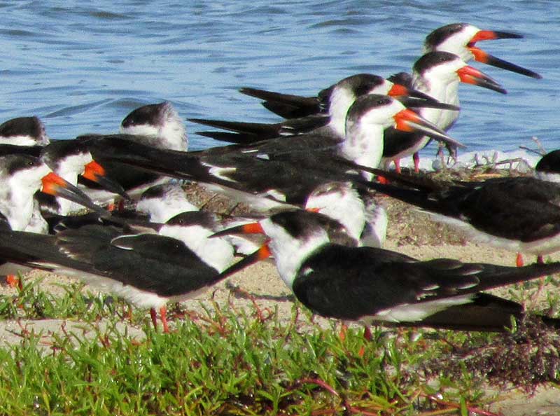 Black Skimmers, RYNCHOPS NIGER