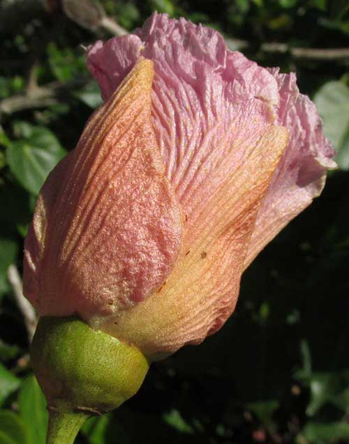 Portia Tree, THESPESIA POPULNEA, flower side view