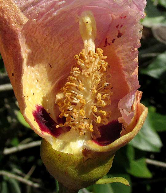 Portia Tree, THESPESIA POPULNEA, flower longitudinal section