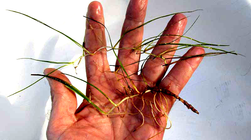 Shoalgrass, HALODULE WRIGHTII