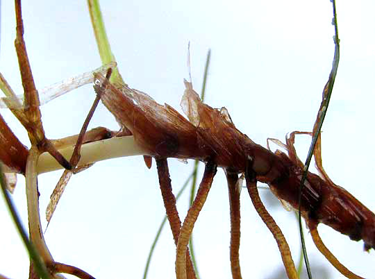 Shoalgrass, HALODULE WRIGHTII, scales at stem bottom