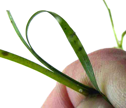 Shoalgrass, HALODULE WRIGHTII, flat blades