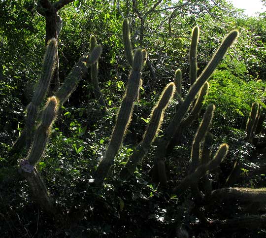 Sabucán, PILOSOCEREUS GAUMERI, form