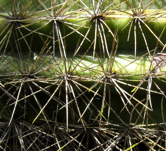 Sabucán, PILOSOCEREUS GAUMERI, spines