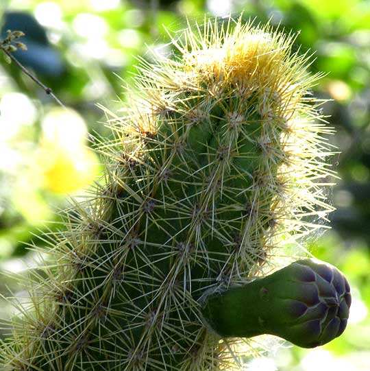 Sabucán, PILOSOCEREUS GAUMERI, flower bud