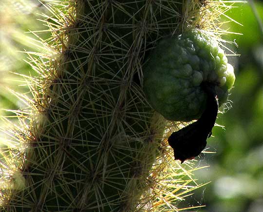 Sabucán, PILOSOCEREUS GAUMERI, immature fruit