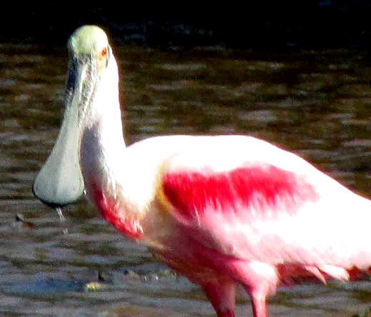  Roseate Spoonbill, AJAIA AJAJA, emphasizing bill