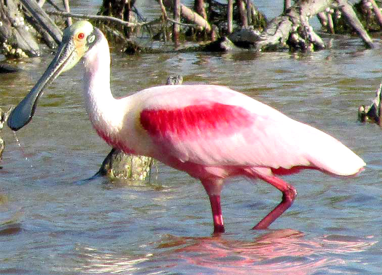  Roseate Spoonbill, AJAIA AJAJA