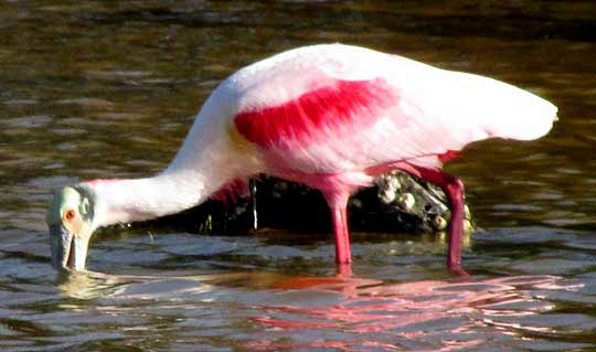  Roseate Spoonbill, AJAIA AJAJA, feeding with beak open