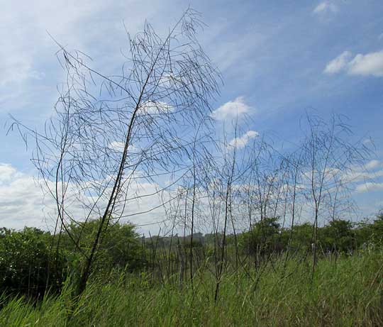 Hemp Sesbania, SESBANIA HERBACEA, leafless with legumes