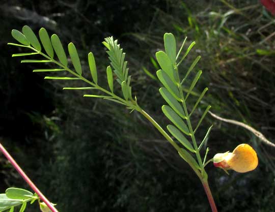 Hemp Sesbania, SESBANIA HERBACEA, leaves & flower