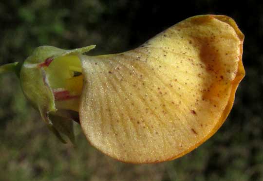 Hemp Sesbania, SESBANIA HERBACEA, flower