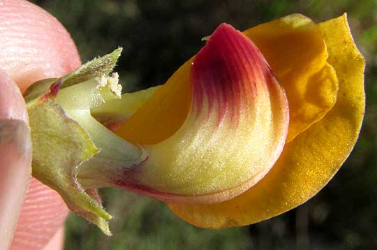 Hemp Sesbania, SESBANIA HERBACEA, flower inside