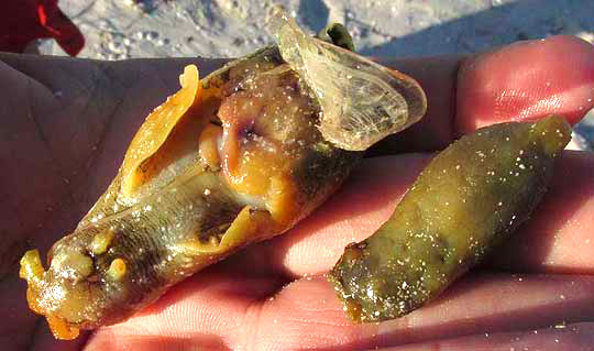 Sea Hare, APLYSIA FASCIATA, immature