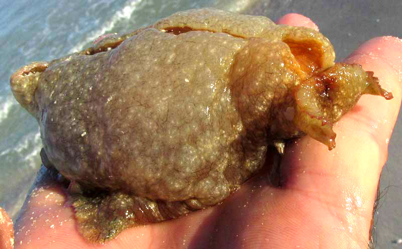 Sea Hare, APLYSIA FASCIATA