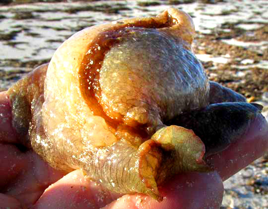 Sea Hare, APLYSIA FASCIATA, from front