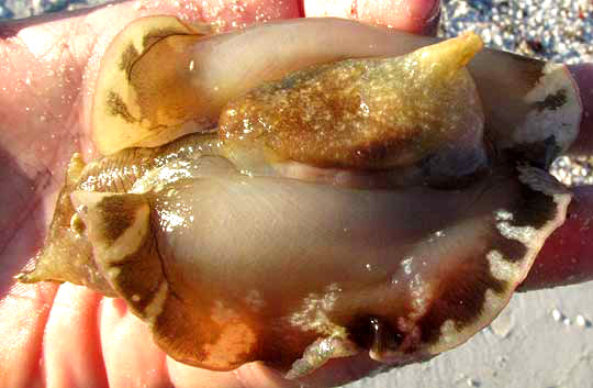 Sea Hare, APLYSIA FASCIATA, bottom view