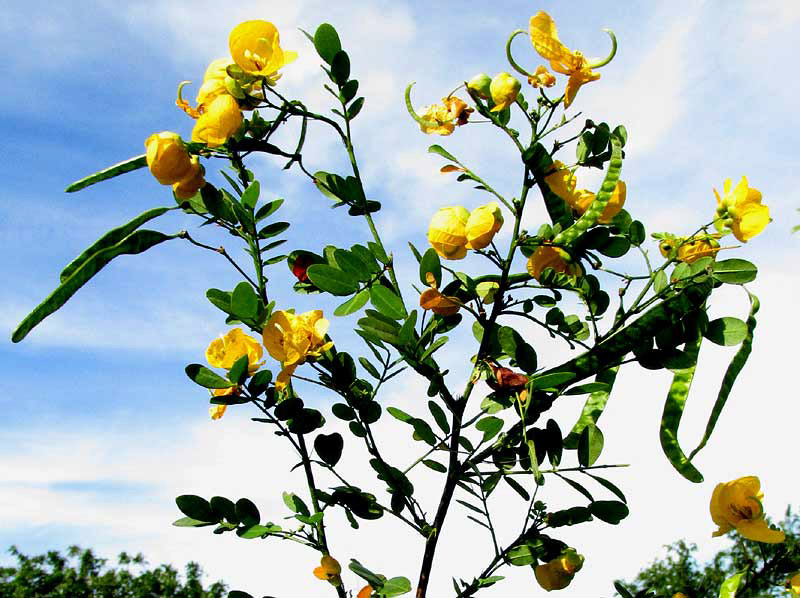 Twin-flowered Cassia, SENNA PALLIDA