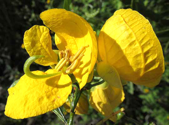 Twin-flowered Cassia, SENNA PALLIDA, flowers