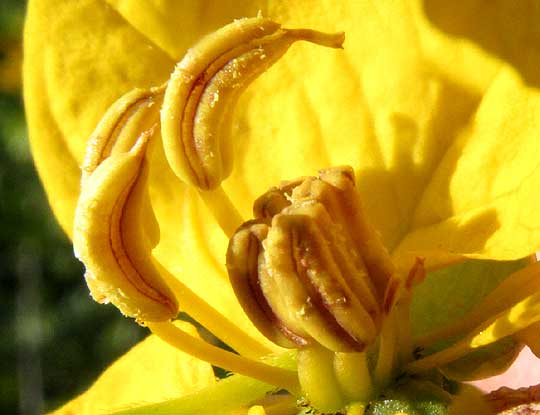 Twin-flowered Cassia, SENNA PALLIDA, anthers with appendages