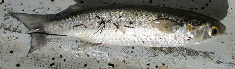 White Mullet, MUGIL CUREMA