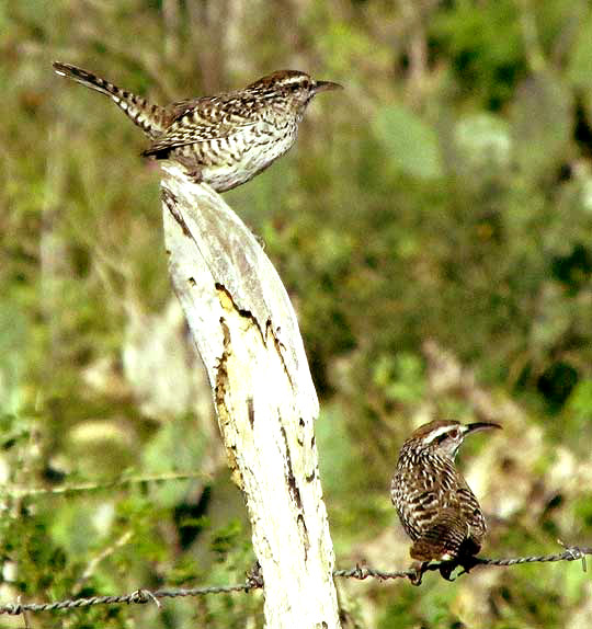 Yucatan Wren, CAMPYLORHYNCHUS YUCATANICUS