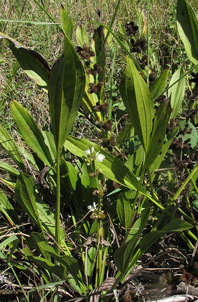 Burhead, ECHINODORUS SUBALATUS