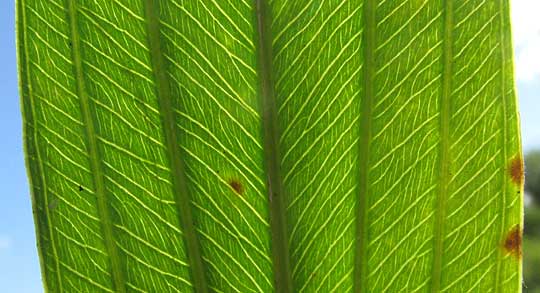 Burhead, ECHINODORUS SUBALATUS, leaf venation