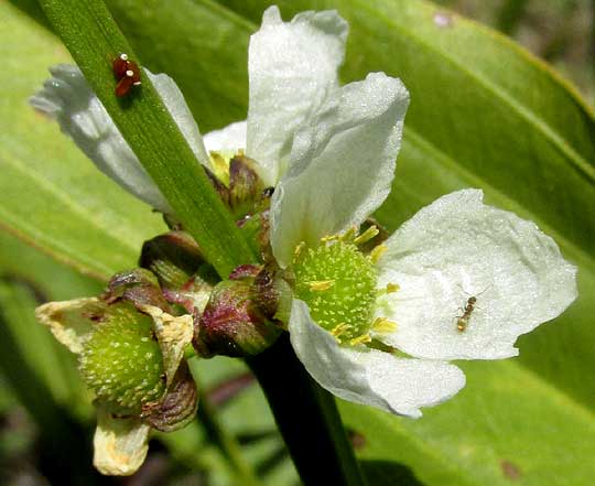 Burhead, ECHINODORUS SUBALATUS, flower