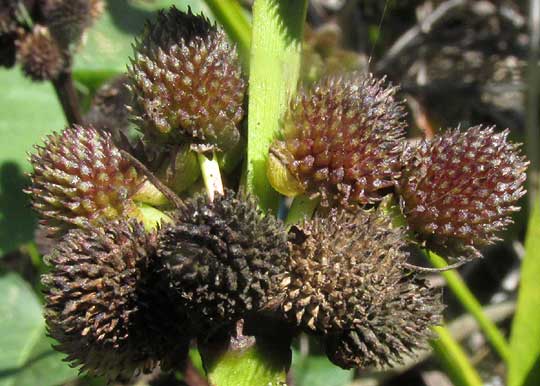 Burhead, ECHINODORUS SUBALATUS, fruiting heads