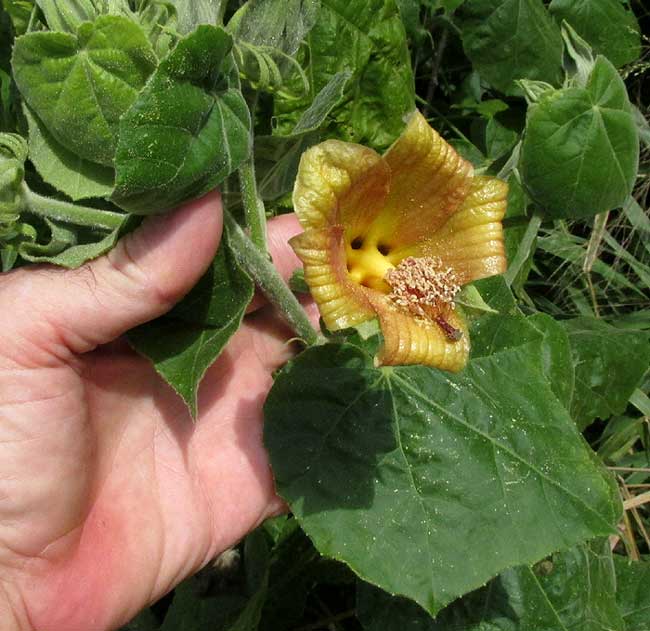 Congo Mahoe, HIBISCUS CLYPEATUS, flower & leaves