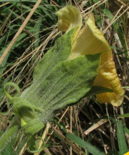 Congo Mahoe, HIBISCUS CLYPEATUS, calyx