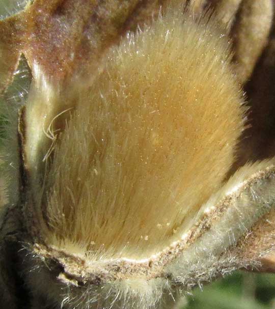 Congo Mahoe, HIBISCUS CLYPEATUS, hirsute ovary