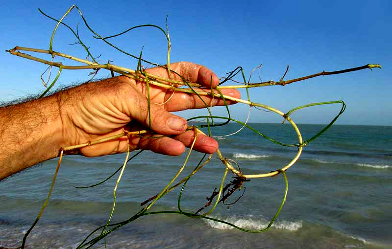 Manatee Grass, SYRINGODIUM FILIFORME, section washed onto beach