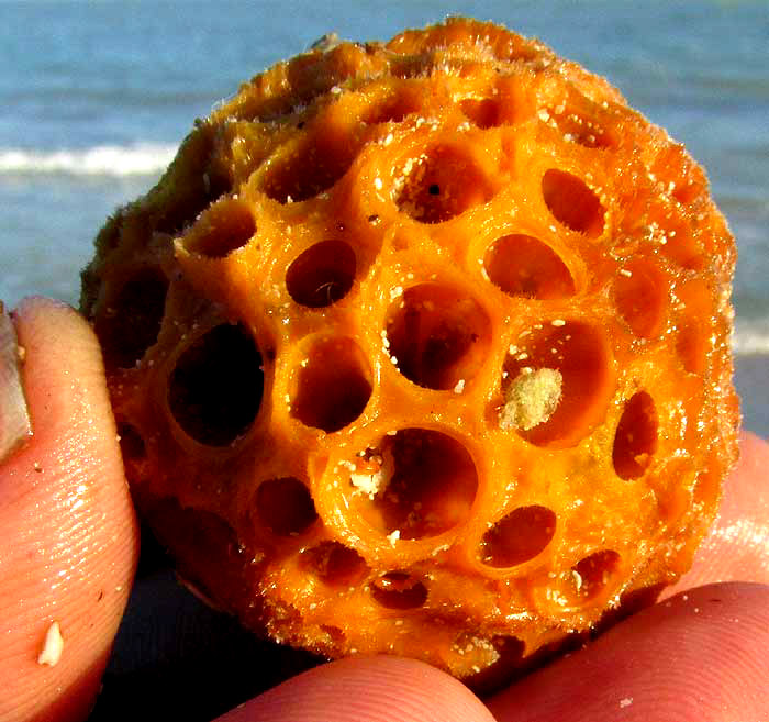 Orange Ball Sponge, CINACHYRELLA ALLOLADA