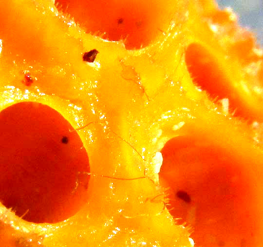 Orange Ball Sponge, CINACHYRELLA ALLOLADA, close-up