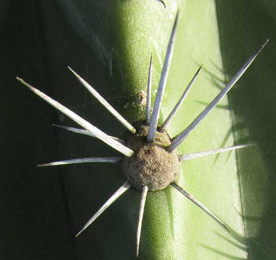 STENOCEREUS LAEVIGATUS, spines