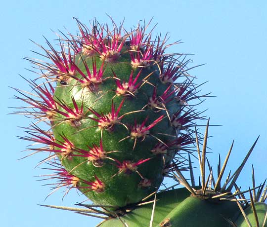 STENOCEREUS LAEVIGATUS, immature fruit