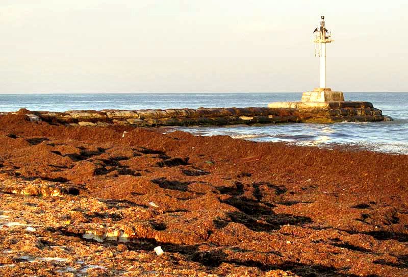 seaweed heaped up on the Yucatan northern coast