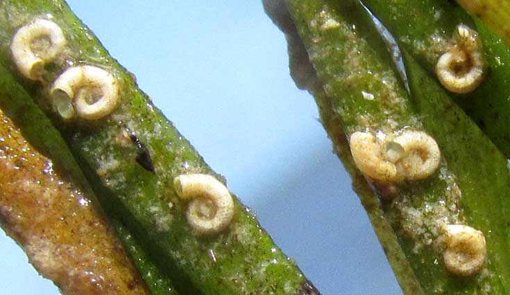  SPIRORBIS polychaete on shoalgrass blades