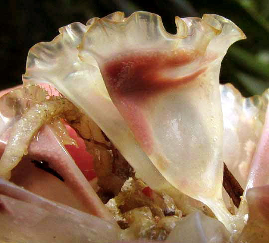 True Tulip egg case, FASCIOLARIA TULIPA, bladder side view